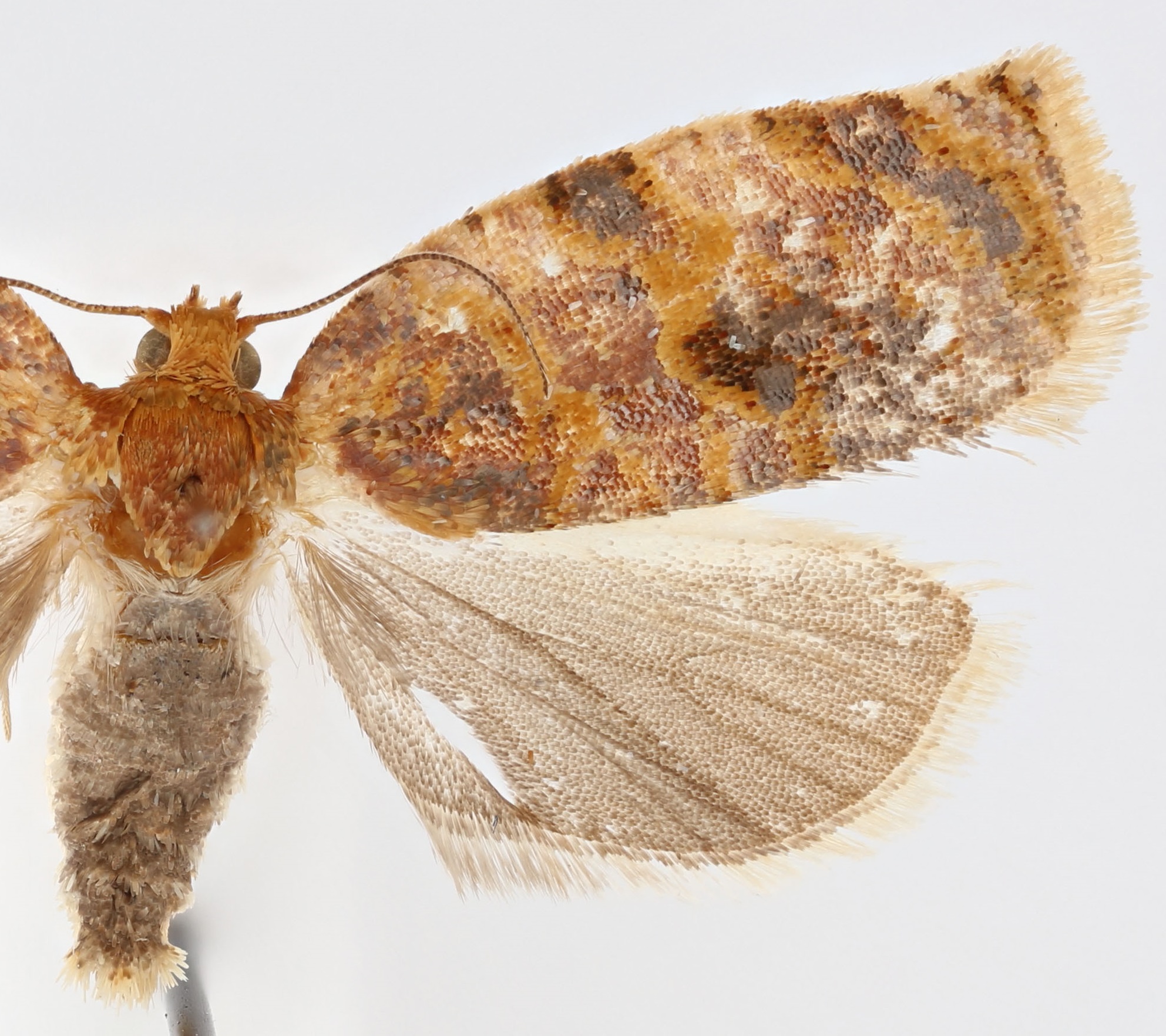 Female. © Jason J. Dombroskie. Image used with permission.
 